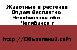 Животные и растения Отдам бесплатно. Челябинская обл.,Челябинск г.